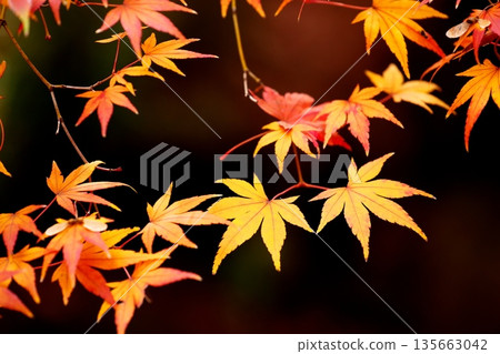 日本之美：深秋的秋葉 135663042