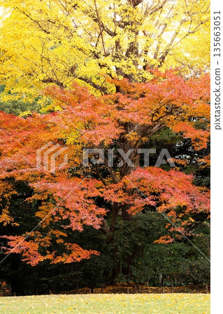 The beauty of Japan: autumn leaves in late autumn 135663051