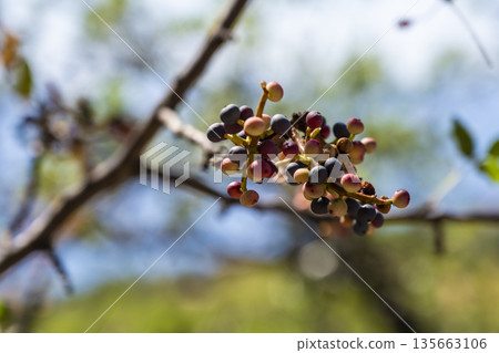 Berries mature on branch amid hillside breeze, Forager watches multicolored berries ripen while hillside breezes animate landscape Berries mature on branch amid hillside breeze, Forager watches multicolored berries ripen while hillside breezes animate landscape 135663106
