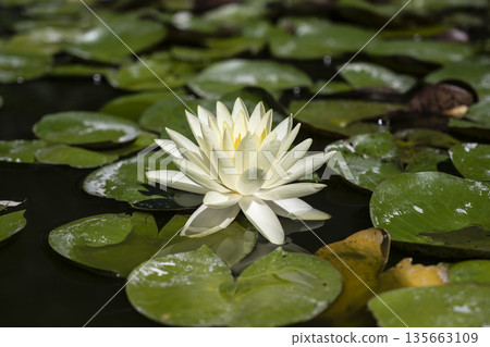 Tranquil water lily with petals and dew, Elegant white water lily gracefully lies on pads with dew under soft morning light Tranquil water lily with petals and dew, Elegant white water lily gracefully lies on pads with dew under soft morning light 135663109