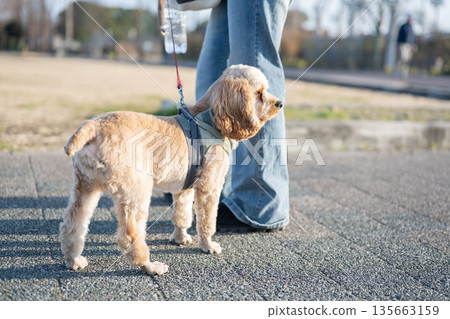 Dog walking Dog walking 135663159