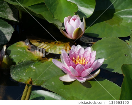 漂浮在水錶面上的荷花 漂浮在水錶面上的荷花 135663190