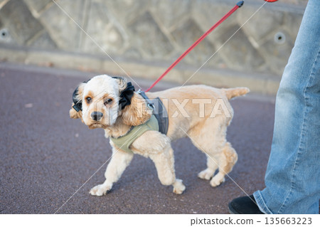 戴著耳朵髮圈的狗狗 戴著耳朵髮圈的狗狗 135663223