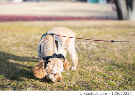 戴著耳朵髮圈的狗狗 戴著耳朵髮圈的狗狗 135663224