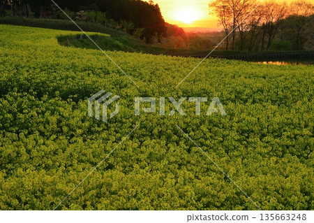 Vast rape field vineyard 135663248