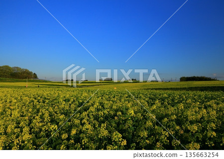Vast rape field vineyard 135663254