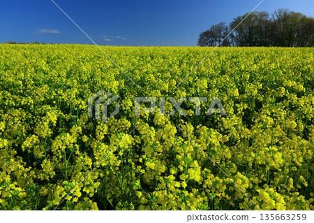 Vast rape field vineyard Vast rape field vineyard 135663259