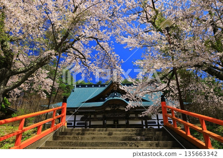 Red bridge and cherry blossoms Red bridge and cherry blossoms 135663342