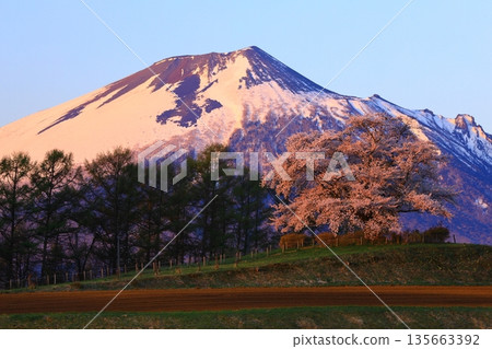 櫻花的風景 櫻花的風景 135663392