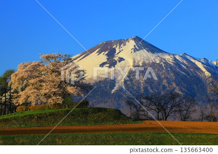 Scenery with cherry blossoms 135663400