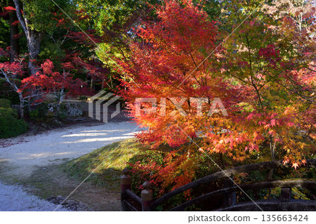Autumn leaves at Kurokami Shrine Autumn leaves at Kurokami Shrine 135663424