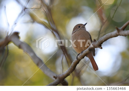 一隻雌性達烏裡紅尾鴝棲息在樹枝上 一隻雌性達烏裡紅尾鴝棲息在樹枝上 135663466