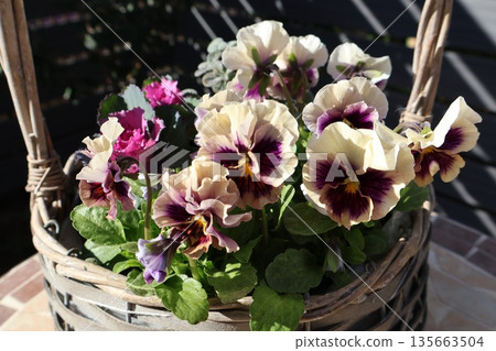 籃子裡種著褶邊三色堇和菊花。 135663504