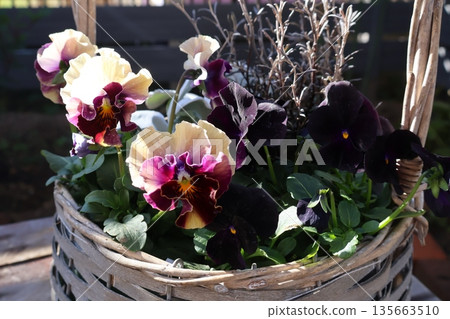 Frilly pansies and black violas Frilly pansies and black violas 135663510