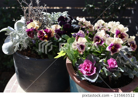 種植並盆栽的過濾三色堇 種植並盆栽的過濾三色堇 135663512