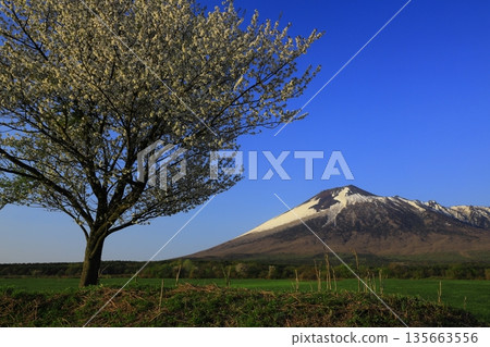 Mt. Iwate and cherry blossoms in full bloom Mt. Iwate and cherry blossoms in full bloom 135663556