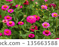 盛開的粉紅百日菊 | 明艷動人的春夏自然與花園圖片 135663588
