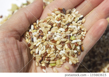 Hands and grains of grain. 135663615