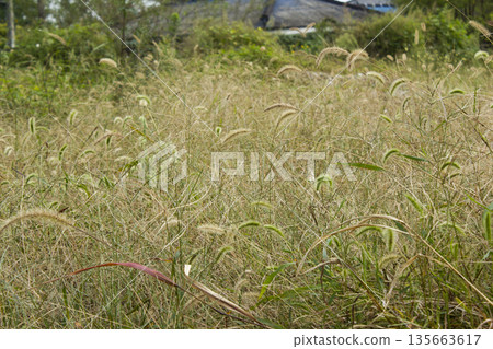 It is a meadow full of Setaria viridis. 135663617