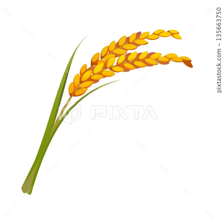 Cartoon rice ear China culinary icon or symbol. Chinese culinary attribute, Asian agriculture isolated rice ear food cartoon vector item. China cuisine icon or Asia culture symbol Cartoon rice ear China culinary icon or symbol. Chinese culinary attribute, Asian agriculture isolated rice ear food cartoon vector item. China cuisine icon or Asia culture symbol 135663750