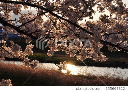 Cherry blossoms in full bloom reflected on the river surface - a soft spring scene 135663812