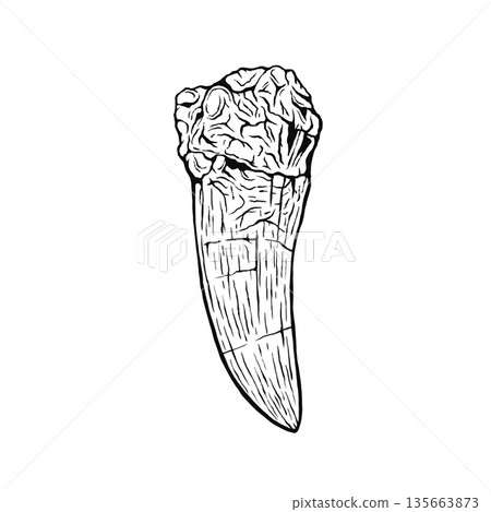 Tyrannosaurus tooth fossil monochrome Tyrannosaurus tooth fossil monochrome 135663873