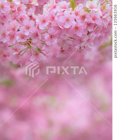 Close-up of Kawazu cherry blossoms along the Yodo Canal 135663916