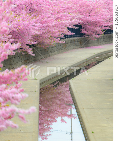 Kawazu cherry tree of Yodo river Kawazu cherry tree of Yodo river 135663917