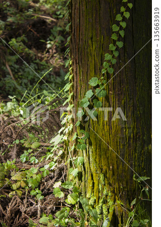 Oak pillars and ivy . 135663919