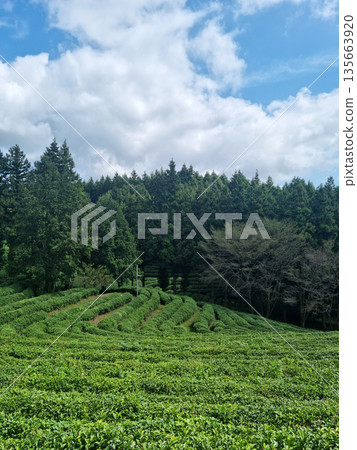 This is a view of a green tea field in Korea. This is a view of a green tea field in Korea. 135663920