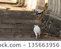 Cat on the stairs of Kotohiki Hachiman Shrine 135663956