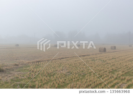 Wheat straw rolls in the mist Cute straw rolls left in a field after harvest Wheat straw rolls in the mist Cute straw rolls left in a field after harvest 135663968