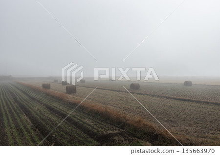 Wheat straw rolls in the mist Cute straw rolls left in a field after harvest Wheat straw rolls in the mist Cute straw rolls left in a field after harvest 135663970