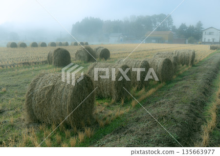 Wheat straw rolls in the mist Cute straw rolls left in a field after harvest 135663977