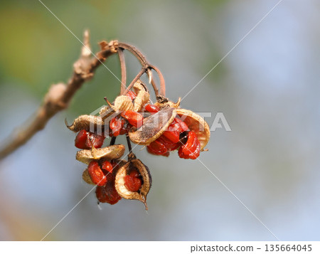 Pittosporum tobira fruit split open to reveal red seeds Pittosporum tobira fruit split open to reveal red seeds 135664045