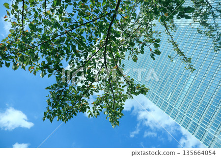 Fresh green and skyscraper Fresh green and skyscraper 135664054