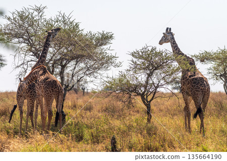 Masai Giraffe in the Serengeti Masai Giraffe in the Serengeti 135664190