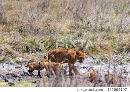 Lion Cubs in the Ngorogoro Crater 135664197