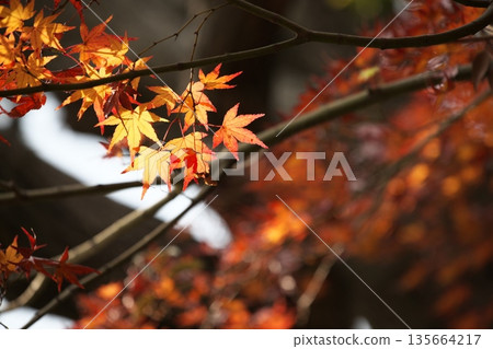 Autumn leaves of autumn in Japan Autumn leaves of autumn in Japan 135664217