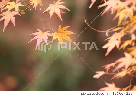 秋天秋葉在日本 135664235