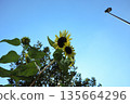 Sunflowers in the heat 135664296