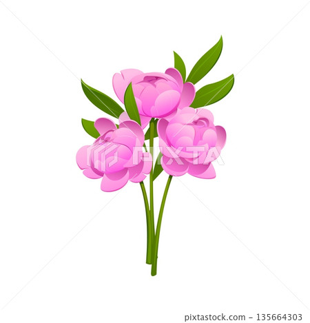 Peony flowers icon of Chinese travel, culture, holiday or symbol of China, cartoon vector. Pink peony flowers bunch, Asian and oriental decoration for Chinese Lunar New Year and Chinatown festival 135664303