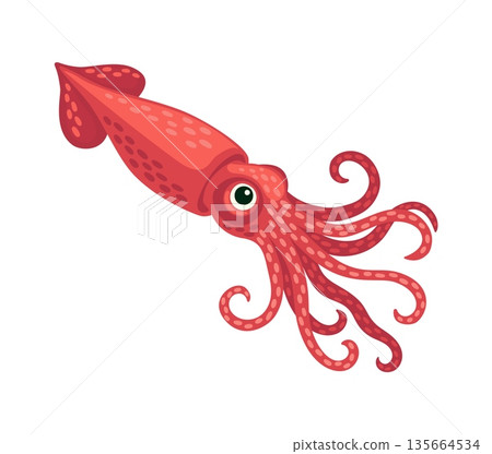 Squid ocean underwater environment animal cartoon character. Ocean aquatic wildlife cute character, coral reef marine squid funny vector mascot. Underwater creature adorable isolated personage 135664534