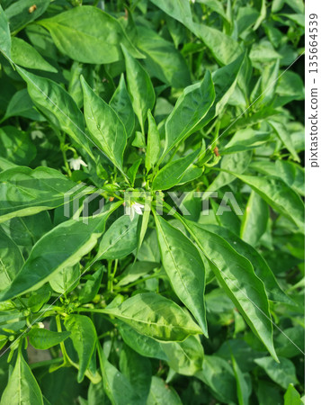 This is a close-up of pepper leaves. This is a close-up of pepper leaves. 135664539