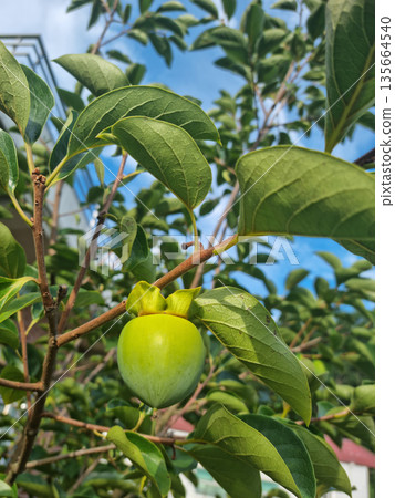 It is a persimmon tree with unripe persimmons. It is a persimmon tree with unripe persimmons. 135664540