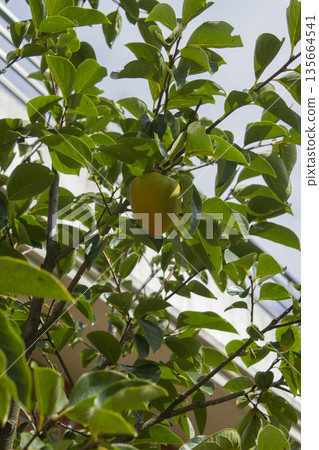 A persimmon tree with ripe orange fruit. 135664541