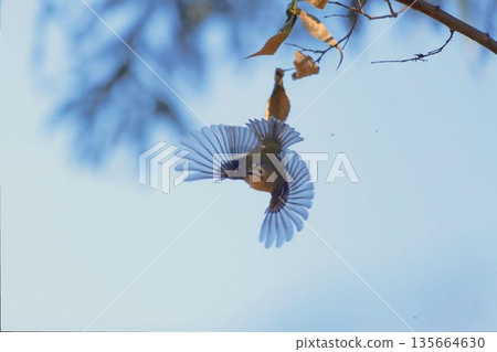 Flying Goldcrest 135664630