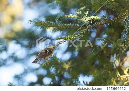 A goldcrest catching food A goldcrest catching food 135664632