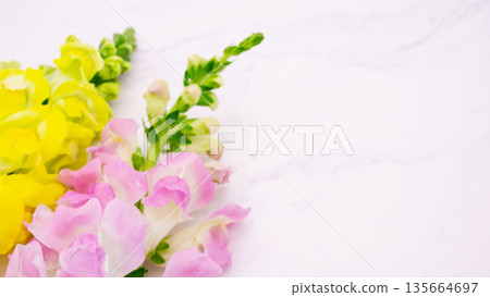 Spring snapdragons and copy space 135664697