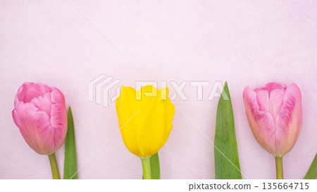 Spring tulips and pink background material 135664715